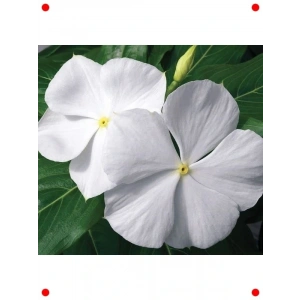 Saf Beyaz Rozet Çiçeği Tohumu (15 Adet)