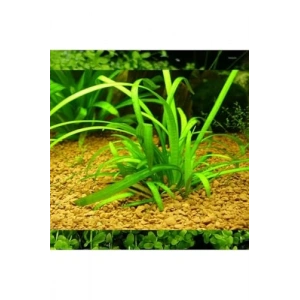 Sagittaria Subulata Saksı Canlı Bitki, Su Bitkileri İçin Pratik Kullanım
