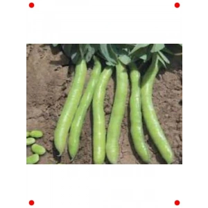 Sakız Bakla Tohumu (10 gr)