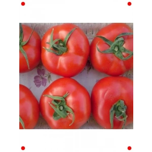 Salkım Domates Tohumu - Taze ve Bol Verimli