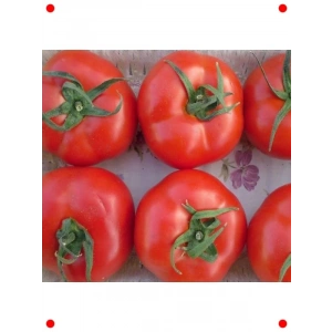 Salkım Domates Tohumu - Taze ve Bol Verimli