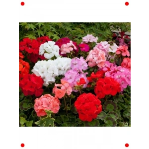 Sardunya Tohumu Karışık Renkli (Büyük Çiçekli, Kokulu) - 5 Adet