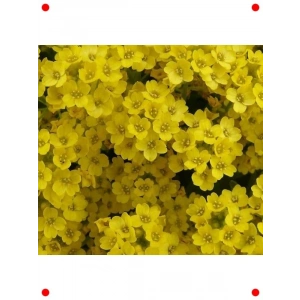 Sarı Alyssum Tohumu - 250 Adet