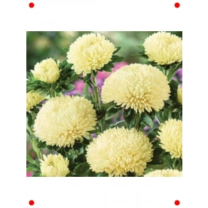 Sarı Aster Kasımpatı Tohumu (20 Adet)