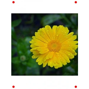 Sarı Aynı Sefa  Çiçek Tohumu (50 Adet)