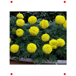 Sarı Bodur İri Kadife Çiçeği F1 Tohumu (20 Adet)