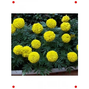 Sarı Bodur İri Kadife Çiçeği  Tohumu (20 Adet)