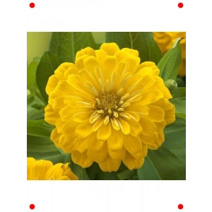 Sarı Büyük Çiçekli Kirli Hanım Tohumu (5 Adet)