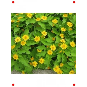 Sarı Çok Çiçekli Madalyon Çiçeği Tohumu (5 Adet)