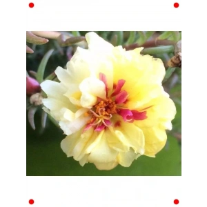 Sarı Duble Katlı İpek Çiçeği Tohumu (25 Adet)