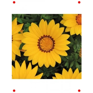 Sarı Gazanya Çiçeği Tohumu - Büyük & Kalıcı (8 Adet)