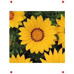 Sarı Gazanya Çiçeği Tohumu - Büyük & Kalıcı (8 Adet)