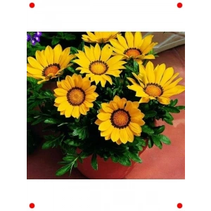 Sarı Gazanya  Çiçek Tohumu (10 Adet)