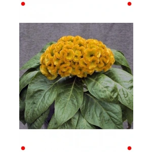 Sarı Horoz İbiği Balta Çiçeği Tohumu (20 Adet)