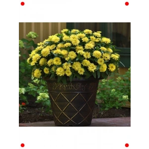 Sarı İri Çiçekli Zinnia Tohumu (5 Adet)