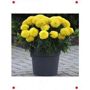 Sarı İri Kadife Çiçeği (Marigold) - 10 Tohum