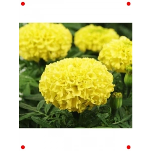 Sarı İri Kafa Kadife Çiçeği F1 Tohumu (20 Adet)