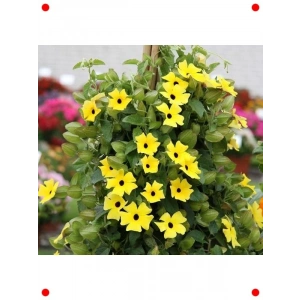 Sarı Kara Gözlü Suzan Çiçeği Tohumu (5 Adet)