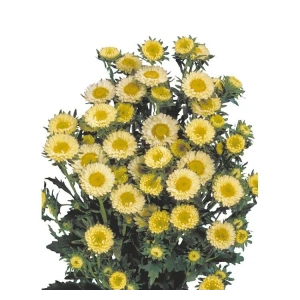 Sarı Kasımpatı Tohumu - 15 Adet Bahçe Güzeli