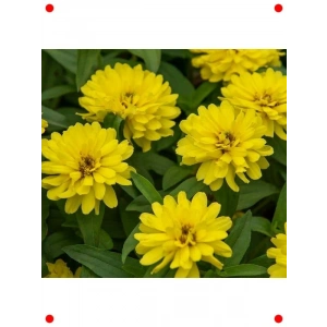Sarı Kirli Hanım Çiçeği  Tohumu (10 Adet)