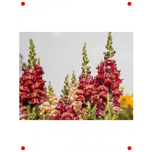 Sarı Kırmızı Aslan Ağzı Tohumu (Uzun Boylu, 25 Adet)