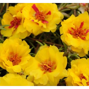 Sarı Kırmızı İpek Çiçeği F1 Tohumu - 75 Adet