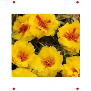 Sarı Kırmızı İpek Çiçeği F1 Tohumu - 75 Adet