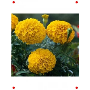 Sarı Kokulu İri Kadife Çiçeği  Tohumu (15 Adet)