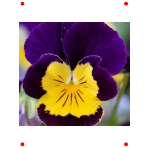 Sarı Lacivert Menekşe Çiçeği Tohumu