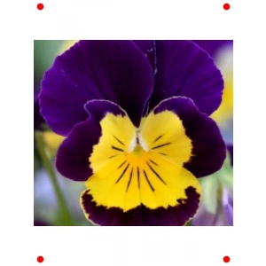 Sarı Lacivert Menekşe Çiçeği Tohumu