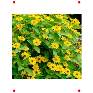 Sarı Madalyon Çiçeği Tohumu (10 Adet)