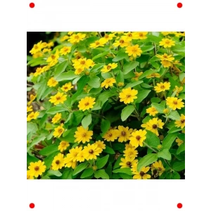 Sarı Madalyon Çiçeği Tohumu (10 Adet)