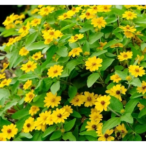 Sarı Madalyon Çiçeği Tohumu - 10 Adet, Geniş Bitki