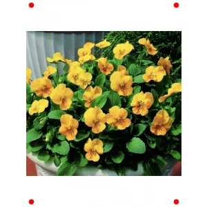 Sarı Menekşe Çiçeği Tohumu