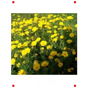 Sarı Papatya Çiçeği Tohumları - 200 Adet