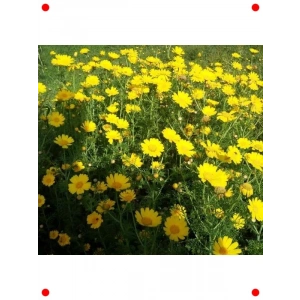 Sarı Papatya Çiçeği Tohumları - 200 Adet