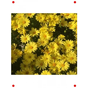 Sarı Papatya Çiçeği Tohumu