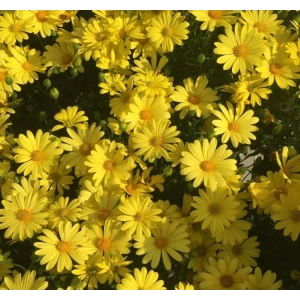 Sarı Papatya Tohumu - Canlı ve Renkli