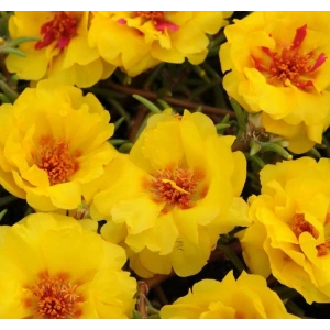 Sarı Renkli Katmerli İpek Çiçeği Tohumu - 40 Adet