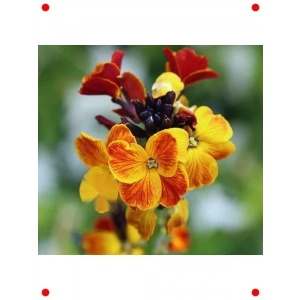 Sarı Şebboy Tohumu - Kokulu Çiçekler (25 Adet)