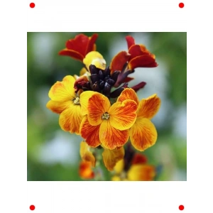 Sarı Şebboy Tohumu - Kokulu Çiçekler (25 Adet)