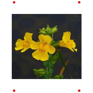 Sarı sk Çiçeği  Tohumu - 30 Adet