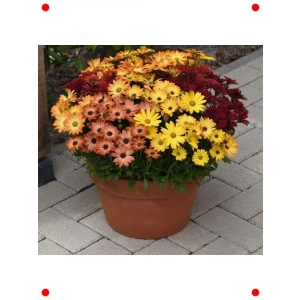 Sarı-Turuncu Bodrum Papatyası F1 Tohumu (5 Adet)