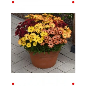 Sarı-Turuncu Bodrum Papatyası  Tohumu (5 Adet)