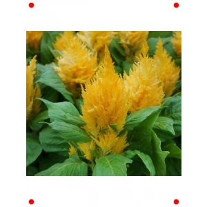 Sarı Tüy Horoz İbiği Tohumu ( Hibrit) - 75 Adet