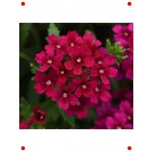 Sarkan Bordo ne Çiçeği Tohumu (10 Adet)