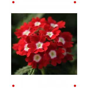 Sarkan Mine Çiçeği Tohumu Kırmızı Beyaz Nokta - 10 Adet