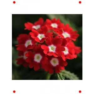 Sarkan ne Çiçeği Tohumu Kırmızı Beyaz Nokta - 10 Adet
