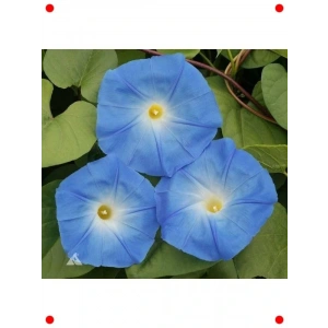 Sarmaşık Tohumu - 50 Adet