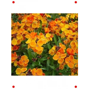 Şebboy Çiçeği Karışık Renk Tohumları - 250 Adet